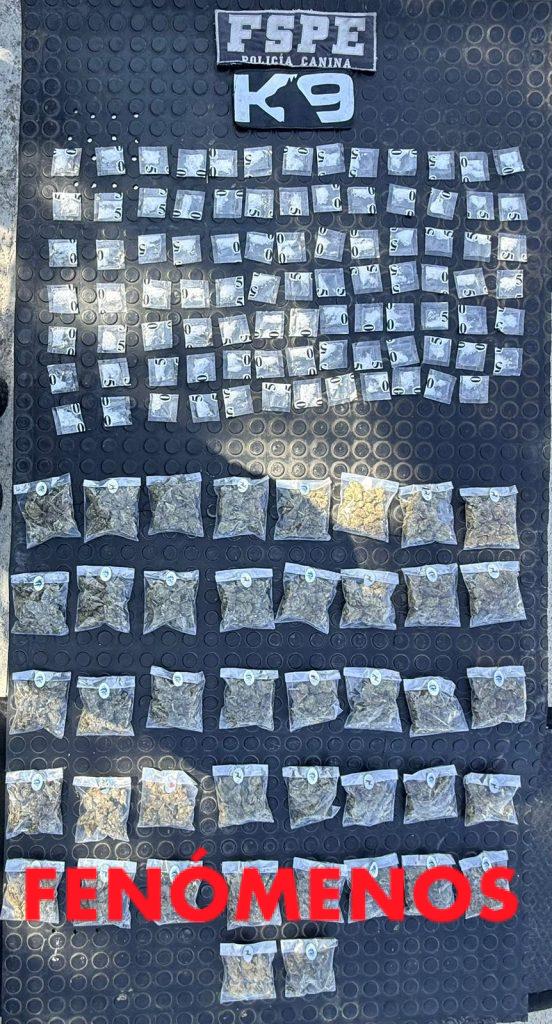 Detecta oficial canino Orkan a presunto distribuidor de drogas con más de 420 dosis en León 
