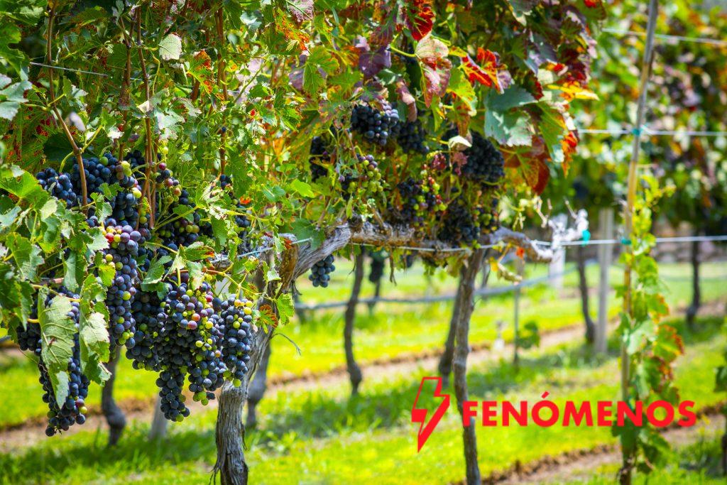 Vendimias Guanajuato 2025 fueron un éxito Vendimias Guanajuato 2025 fueron un éxito