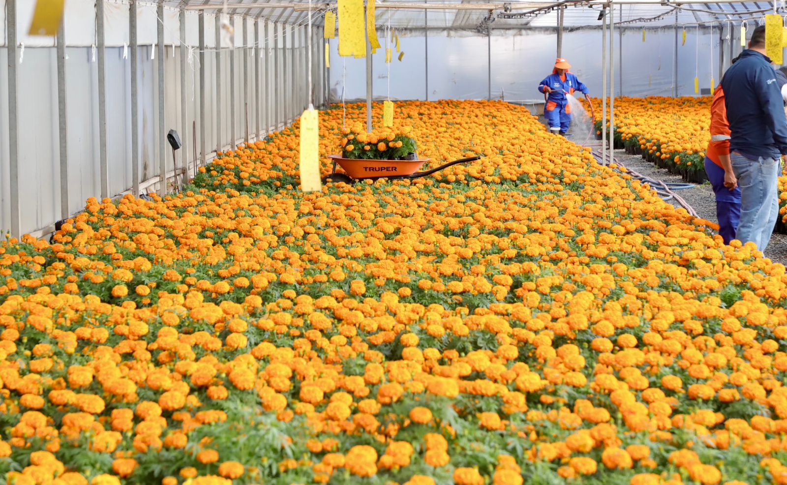 Imagen de Municipio de Querétaro, colocará más de 30 mil plantas para las festividades de Día de Muertos 12