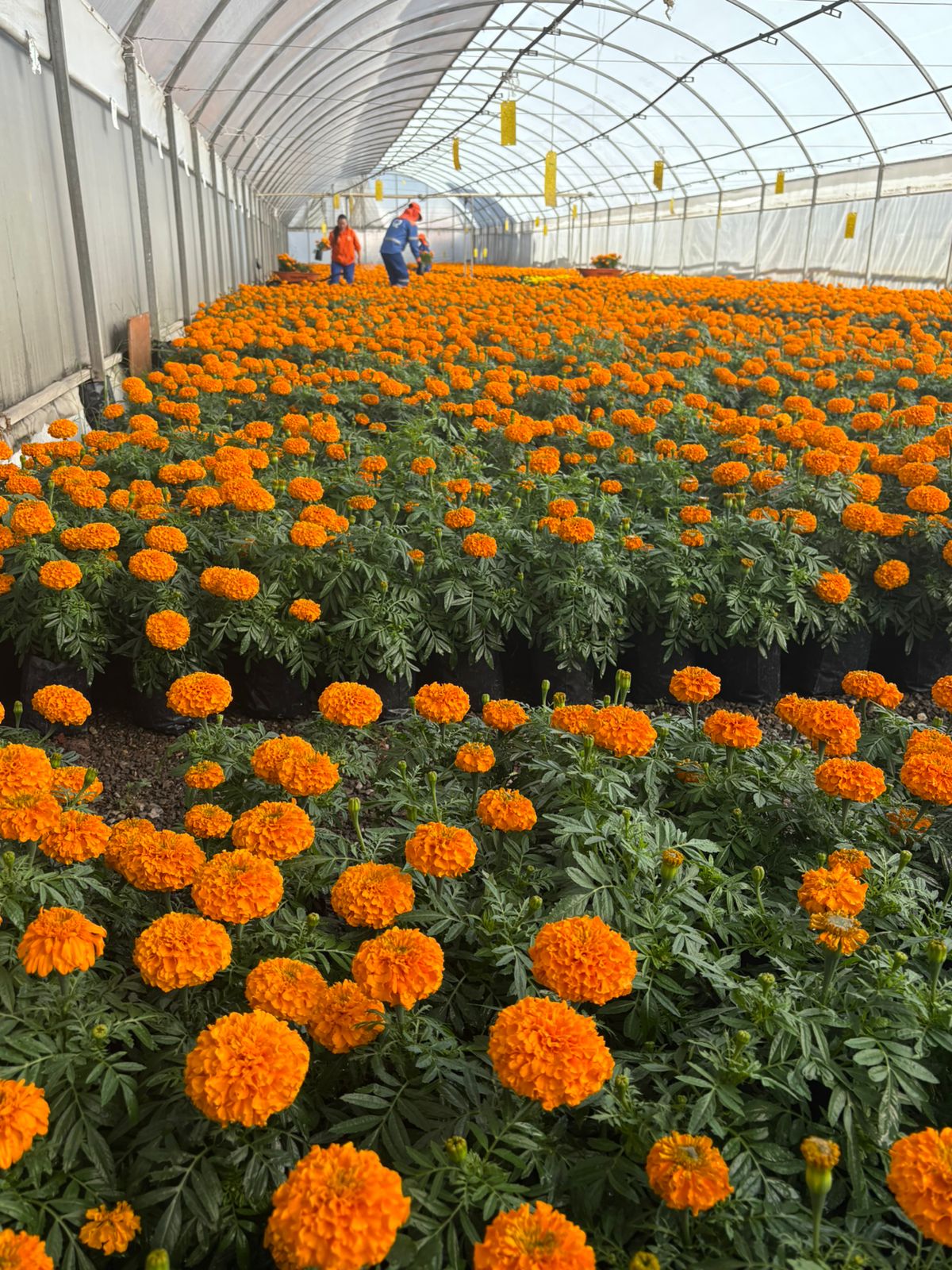 Imagen de Municipio de Querétaro, colocará más de 30 mil plantas para las festividades de Día de Muertos 11