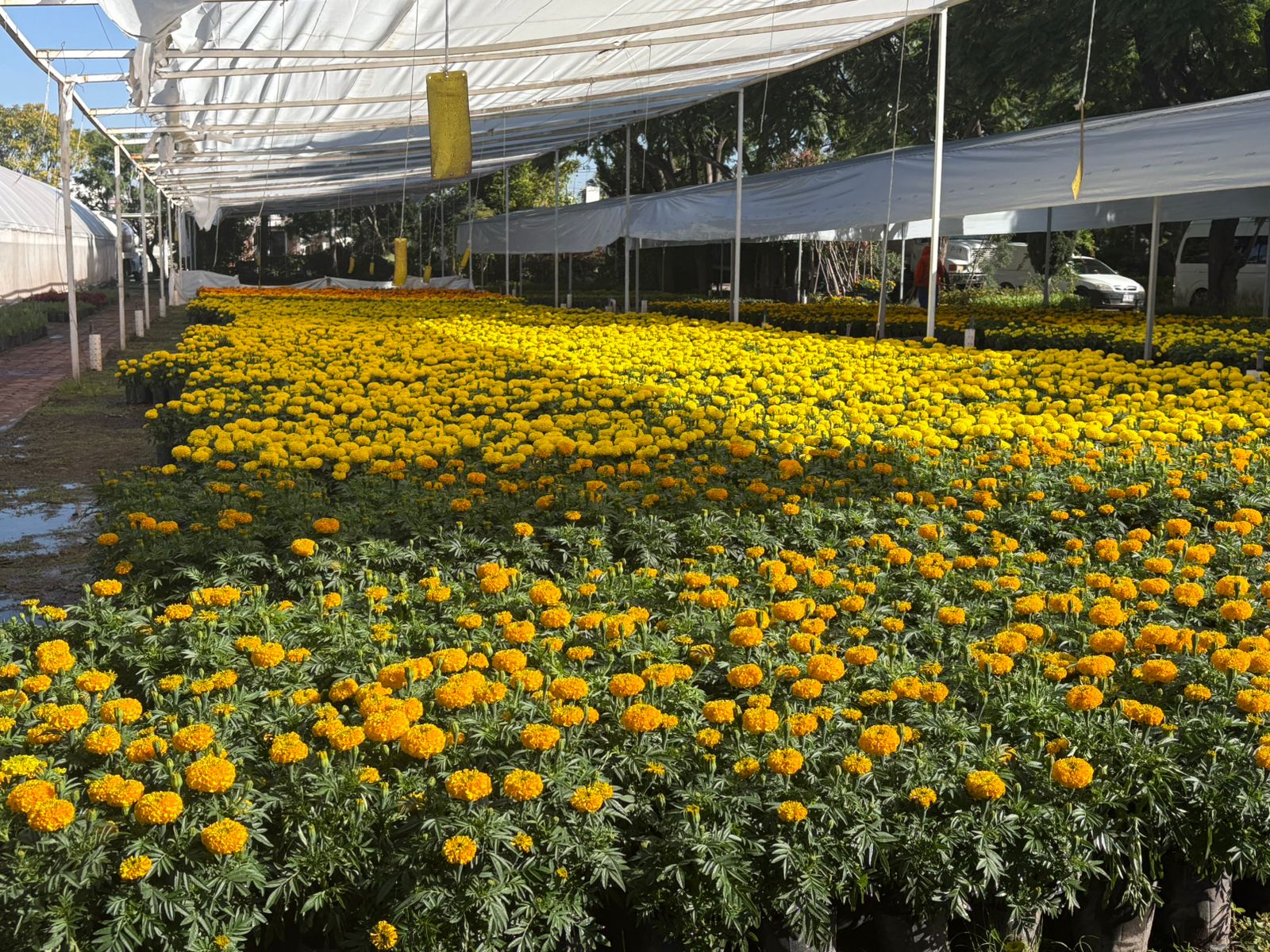 Imagen de Municipio de Querétaro, colocará más de 30 mil plantas para las festividades de Día de Muertos 10