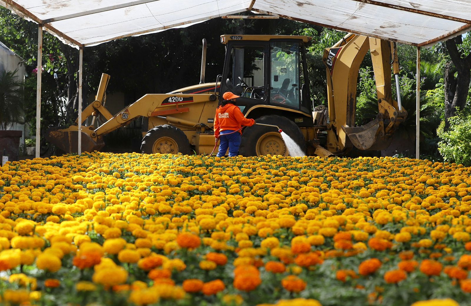 Imagen de Municipio de Querétaro, colocará más de 30 mil plantas para las festividades de Día de Muertos 8