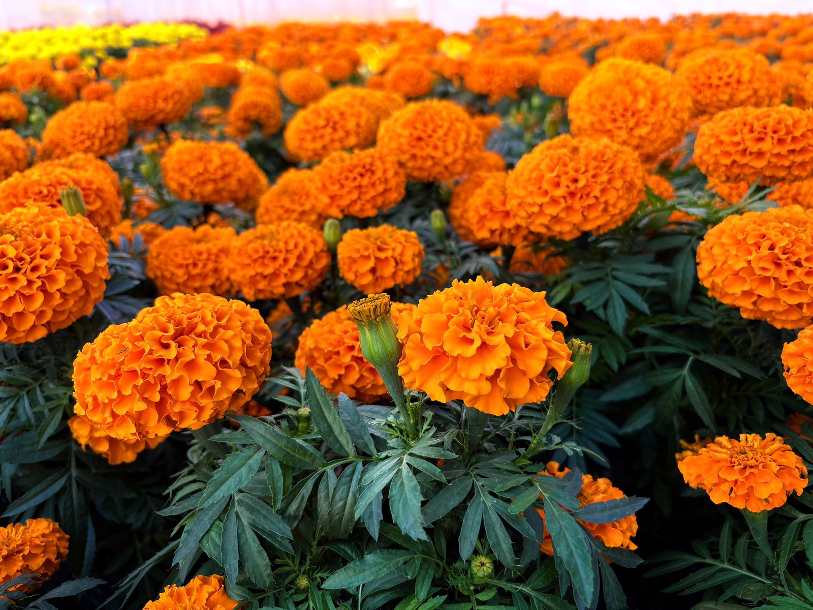 Imagen de Municipio de Querétaro, colocará más de 30 mil plantas para las festividades de Día de Muertos 7