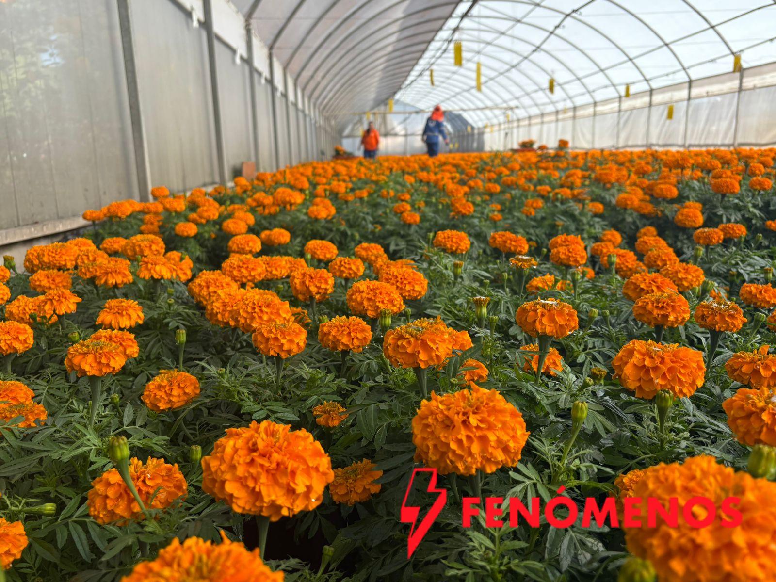 Municipio de Querétaro, colocará más de 30 mil plantas para las festividades de Día de Muertos Municipio de Querétaro, colocará más de 30 mil plantas para las festividades de Día de Muertos