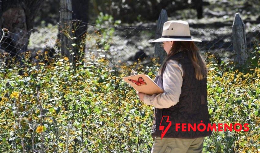 Impulsa Tamaulipas polinización en ruta de la mariposa monarca