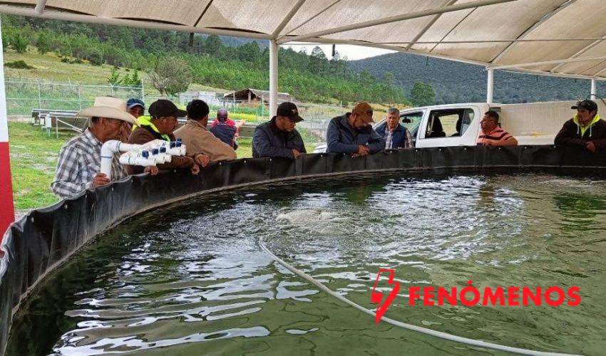 Nuevas estrategias productivas fortalecen la economía rural en Tamaulipas