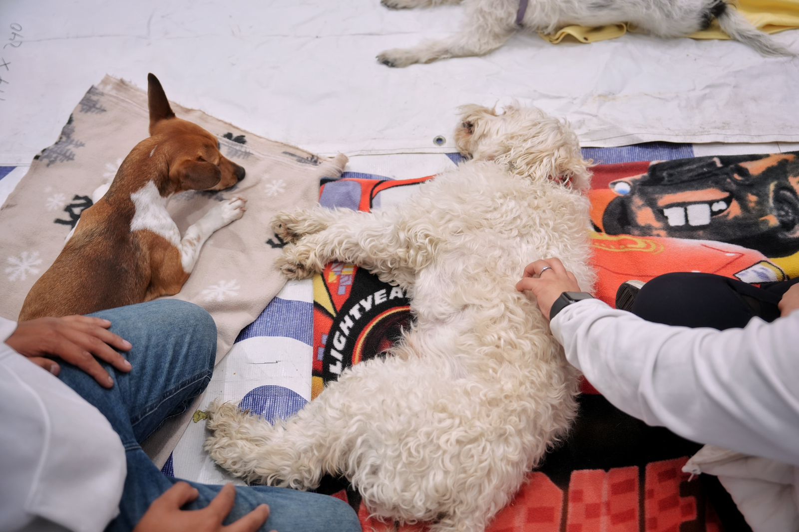 Imagen de Firma Felifer Macías convenio de colaboración entre el municipio de Querétaro y Mars Petcare México 14