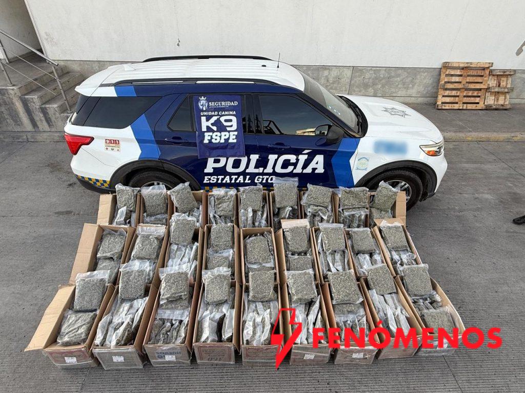 Frustra oficial canino de la Secretaría de Seguridad y Paz envío de 162 kilos de marihuana hacia dos estados del país 