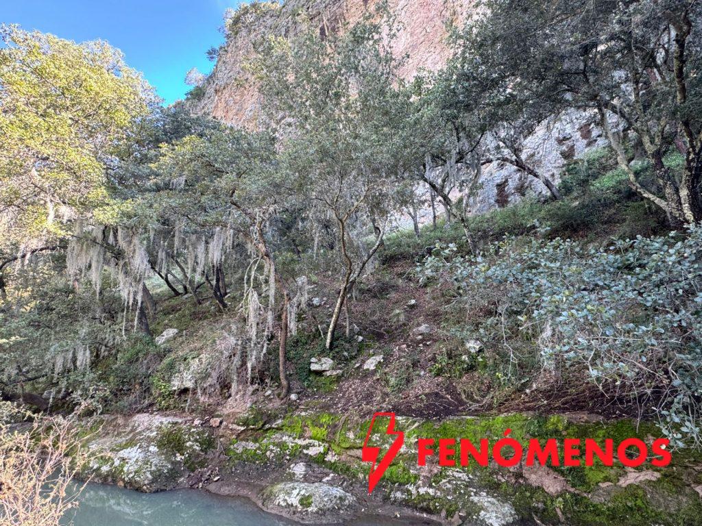 PAOT invita a evitar el uso de musgo y heno en temporada navideña