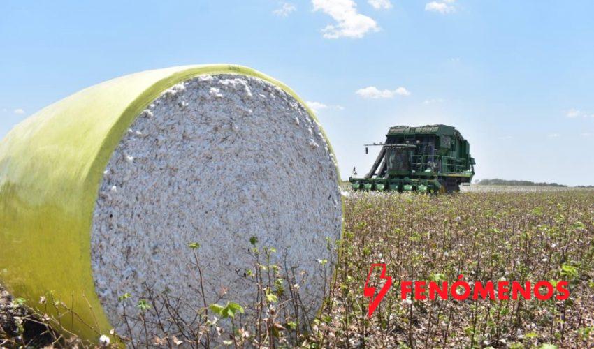 Participa Tamaulipas en reunión binacional para fortalecer la sanidad del algodón