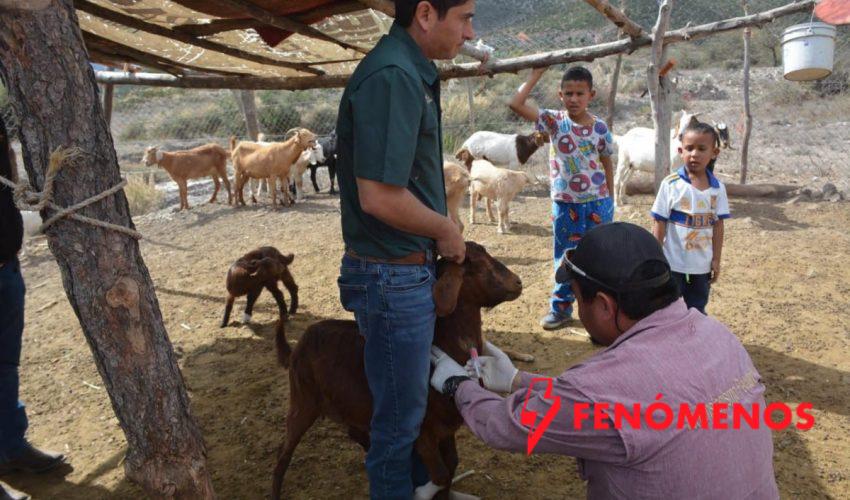 Protegen la producción caprina con barrido sanitario en el altiplano tamaulipeco