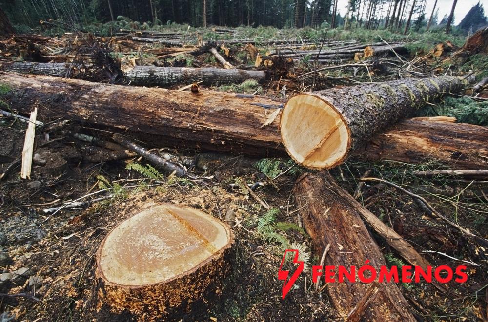 Senado avala participación de la Guardia Nacional en la inspección y vigilancia de áreas naturales protegidas