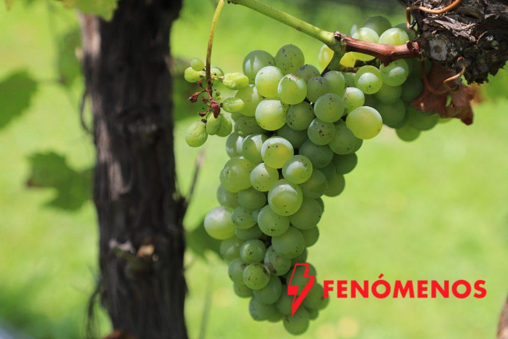 Guanajuato destaca con proyectos finalistas en los Premios Excelencias Gourmet 2025