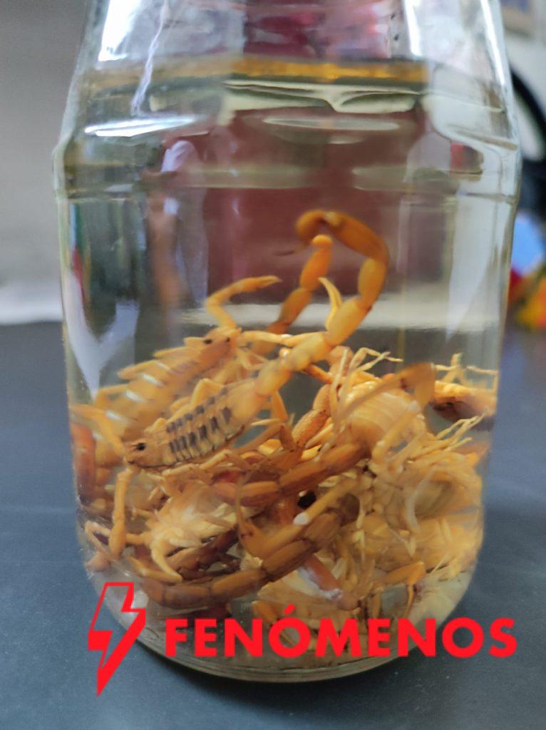 SSG presentó una disminución de intoxicación por animales ponzoñosos.