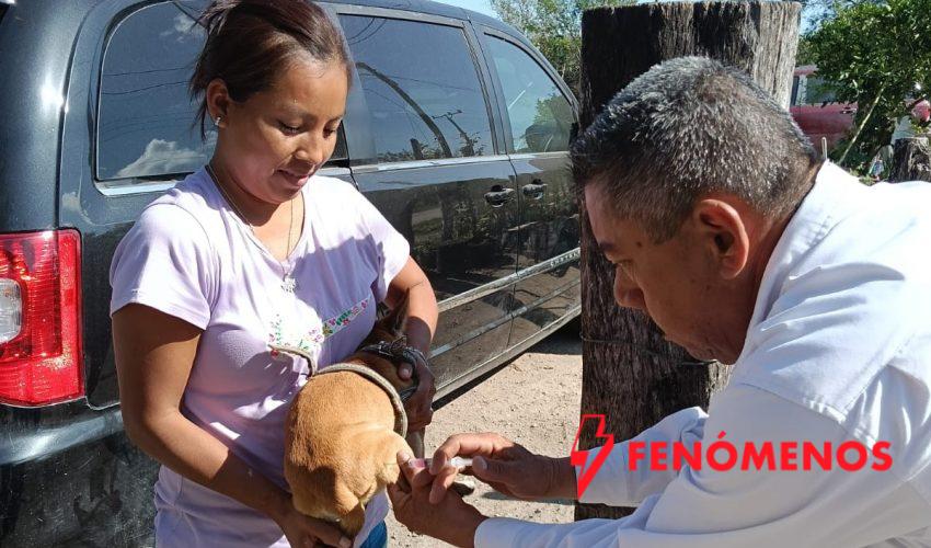 Realizará SST e IMSS-Bienestar campaña masiva de vacunación antirrábica