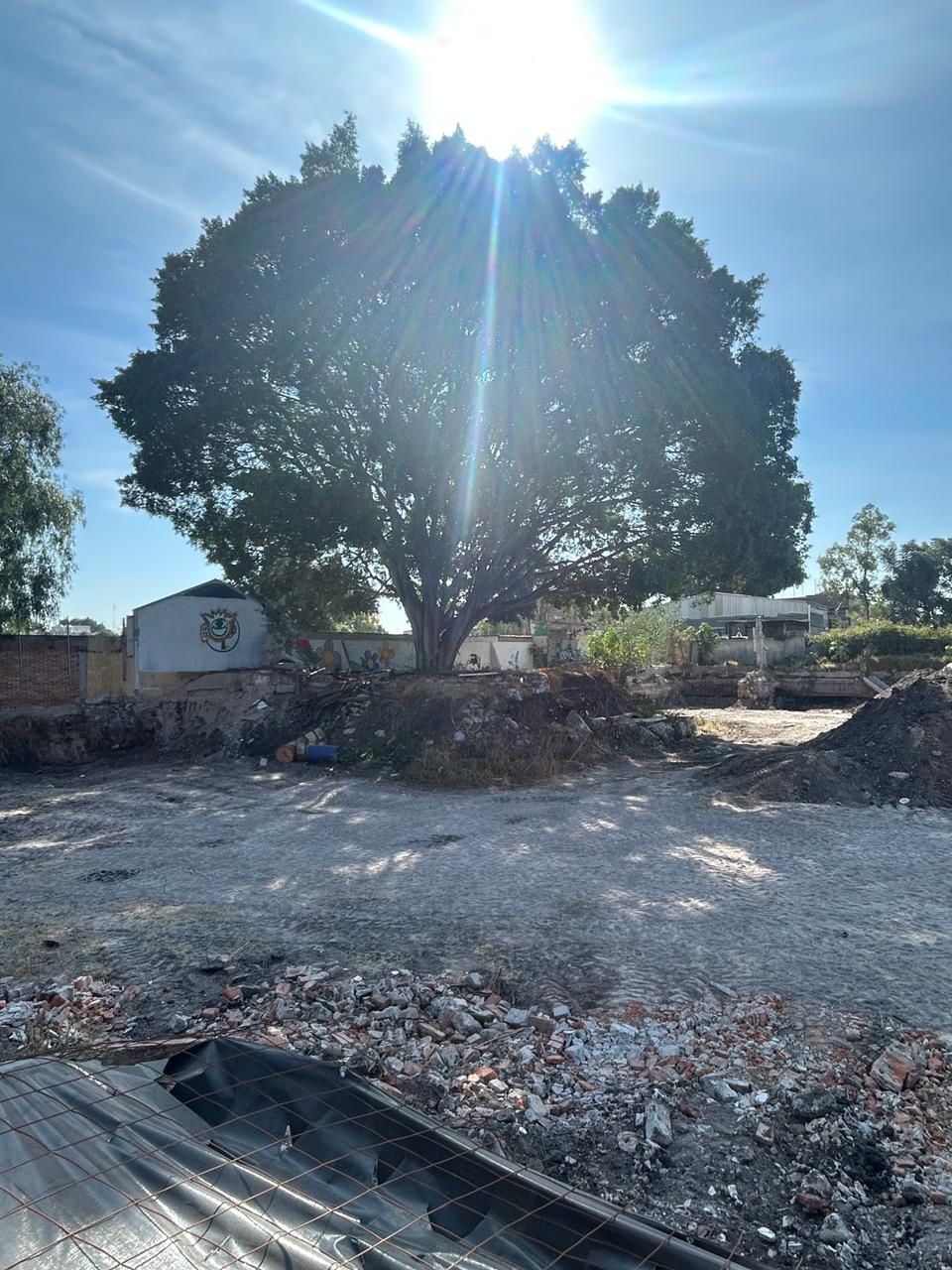 Imagen de Municipio de Querétaro atiende denuncia ciudadana por posible afectación a árbol en Las Teresas 4