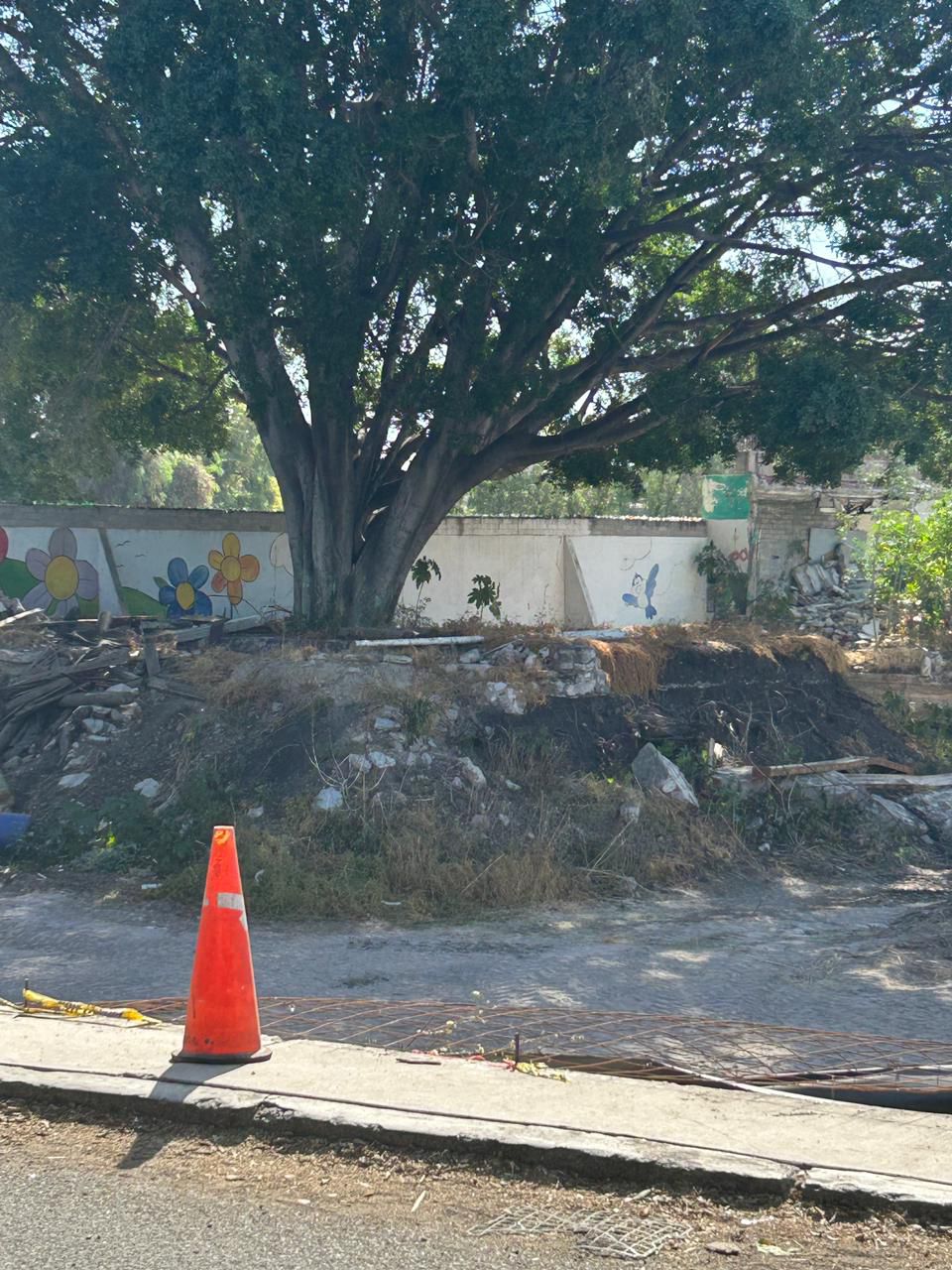 Imagen de Municipio de Querétaro atiende denuncia ciudadana por posible afectación a árbol en Las Teresas 2
