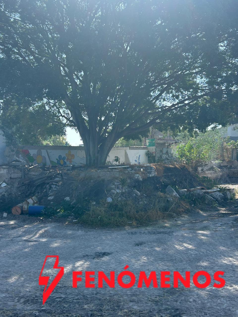 Municipio de Querétaro atiende denuncia ciudadana por posible afectación a árbol en Las Teresas