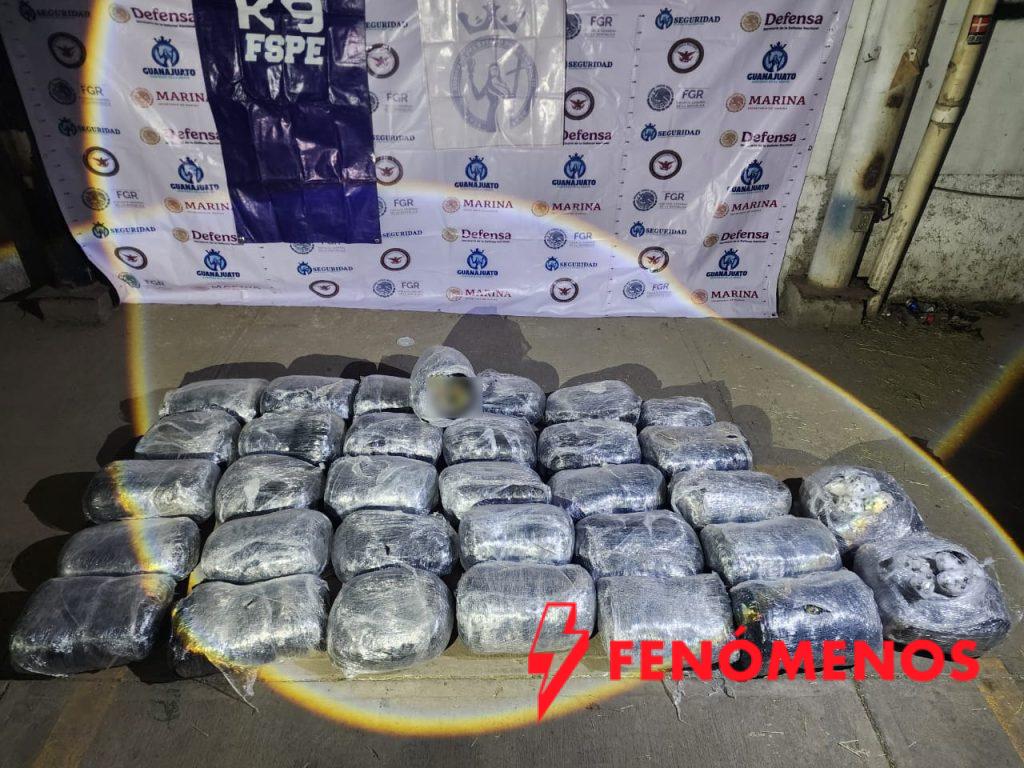  Asegura Unidad K9 más de 126 mil dosis de drogas en Irapuato