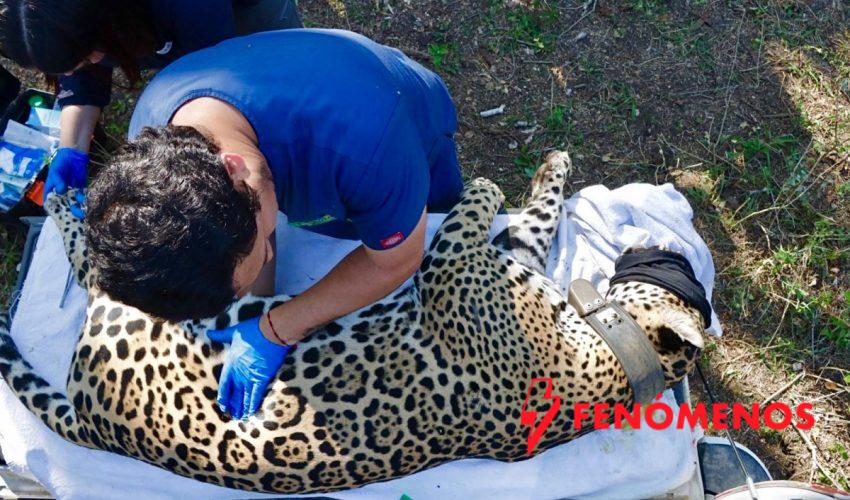 Jaguar rescatado sano y salvo en Gómez Farías: Comisión de Parques