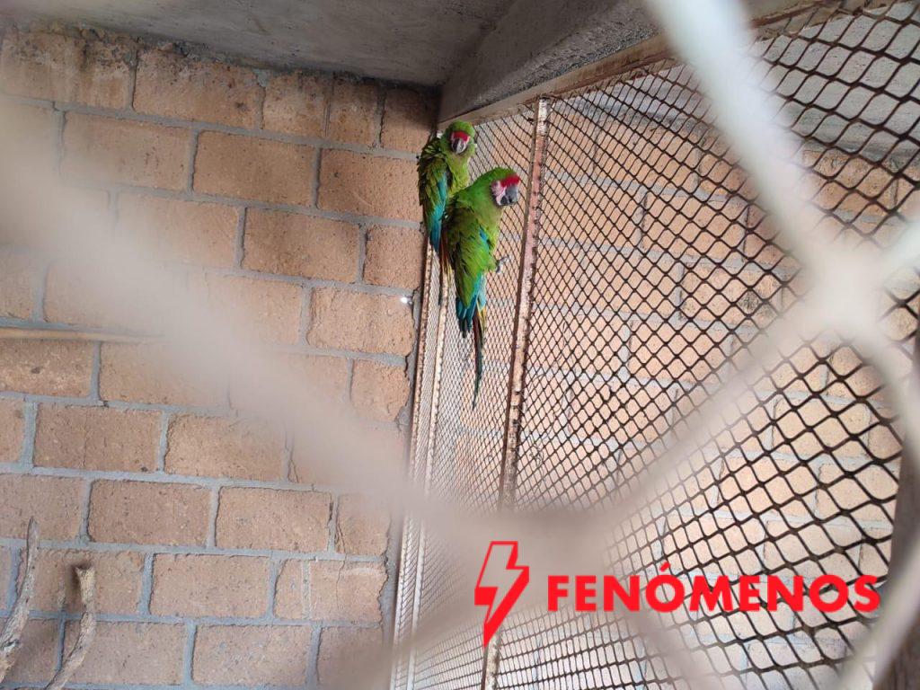 Unidad K9 rescata y asegura fauna silvestre en Celaya 