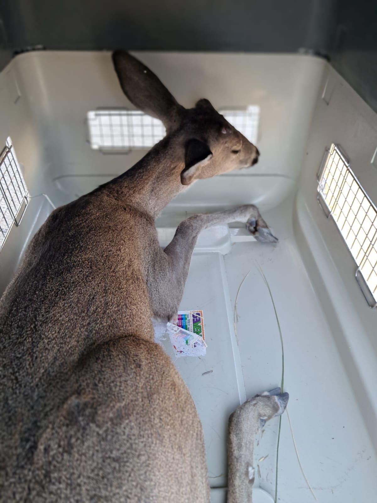 WhatsApp Image 2026-02-16 at 12.18.49 PM (2) Imagen de Municipio de Querétaro realiza primera Feria de Bienestar Animal en Reforma Lomas 2