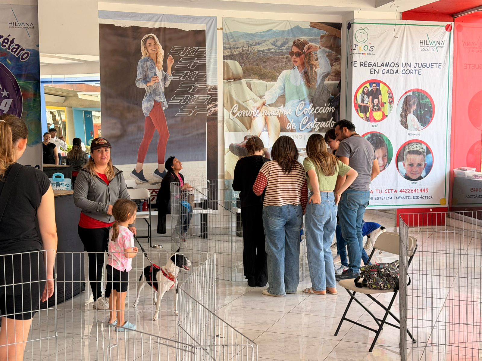 Imagen de Municipio de Querétaro mantiene acciones permanentes para el cuidado y adopción de perros y gatos 8