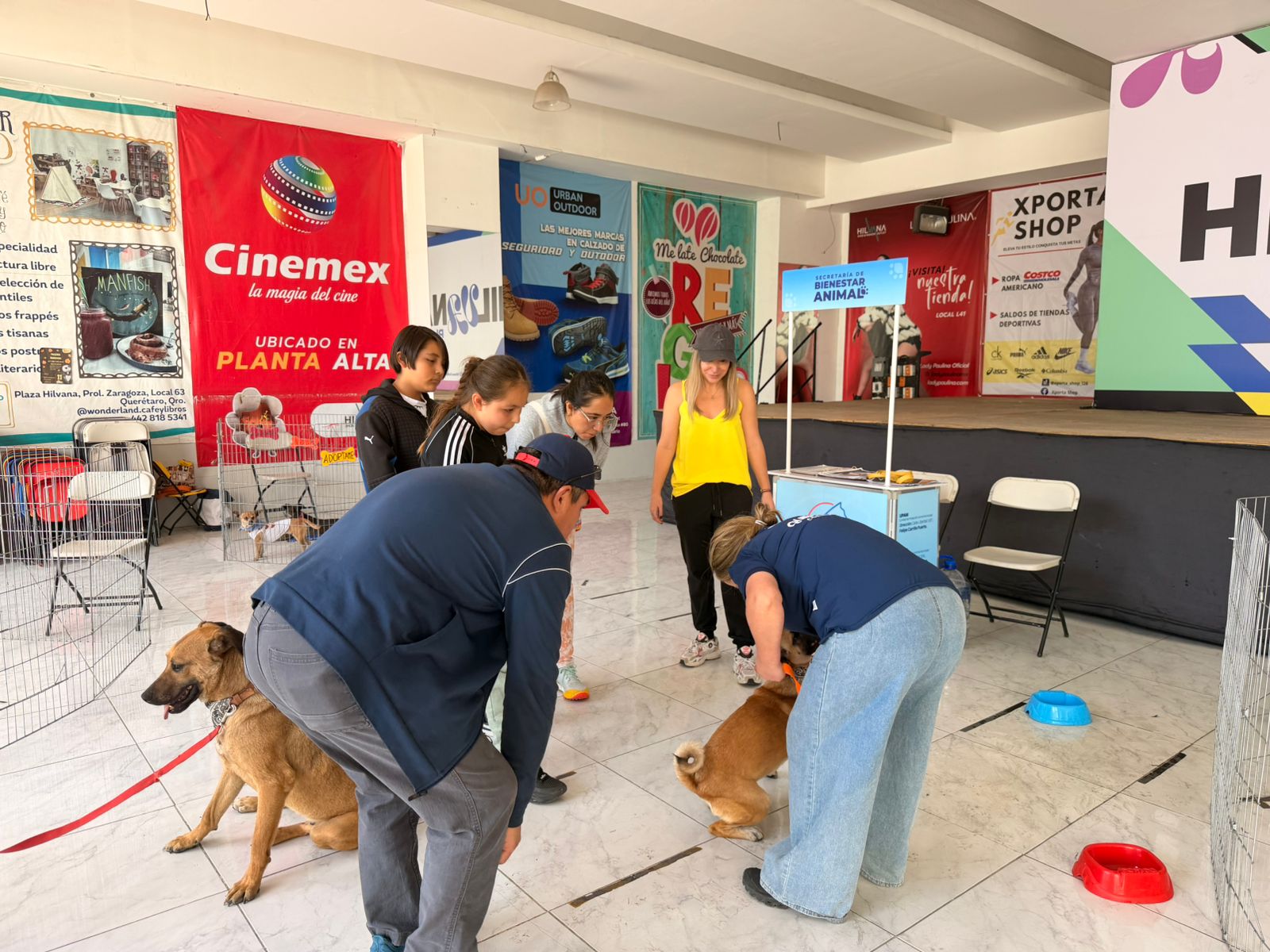 Imagen de Municipio de Querétaro mantiene acciones permanentes para el cuidado y adopción de perros y gatos 7