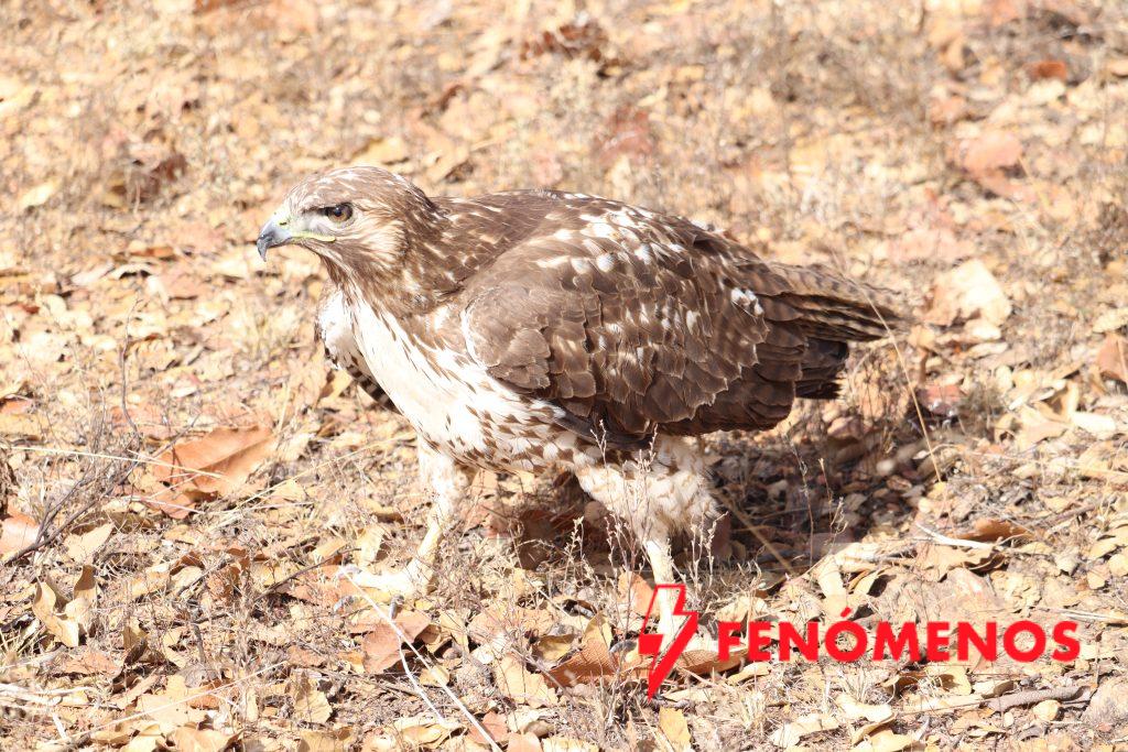 Cuidado de la biodiversidad, prioridad del Gobierno de la Gente