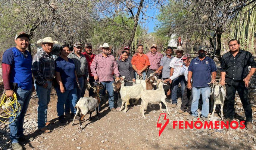 Impulsan evaluación reproductiva de sementales caprinos en Jaumave