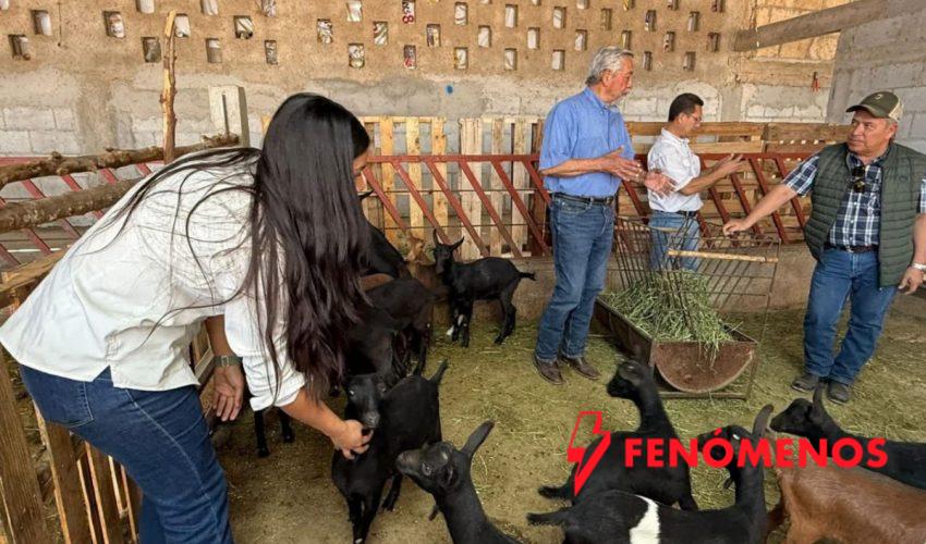 Destaca Tamaulipas con genética caprina de alto nivel en festival nacional