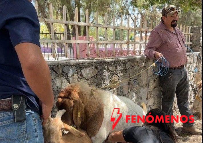 Impulsan eficiencia reproductiva del ganado caprino en Miquihuana