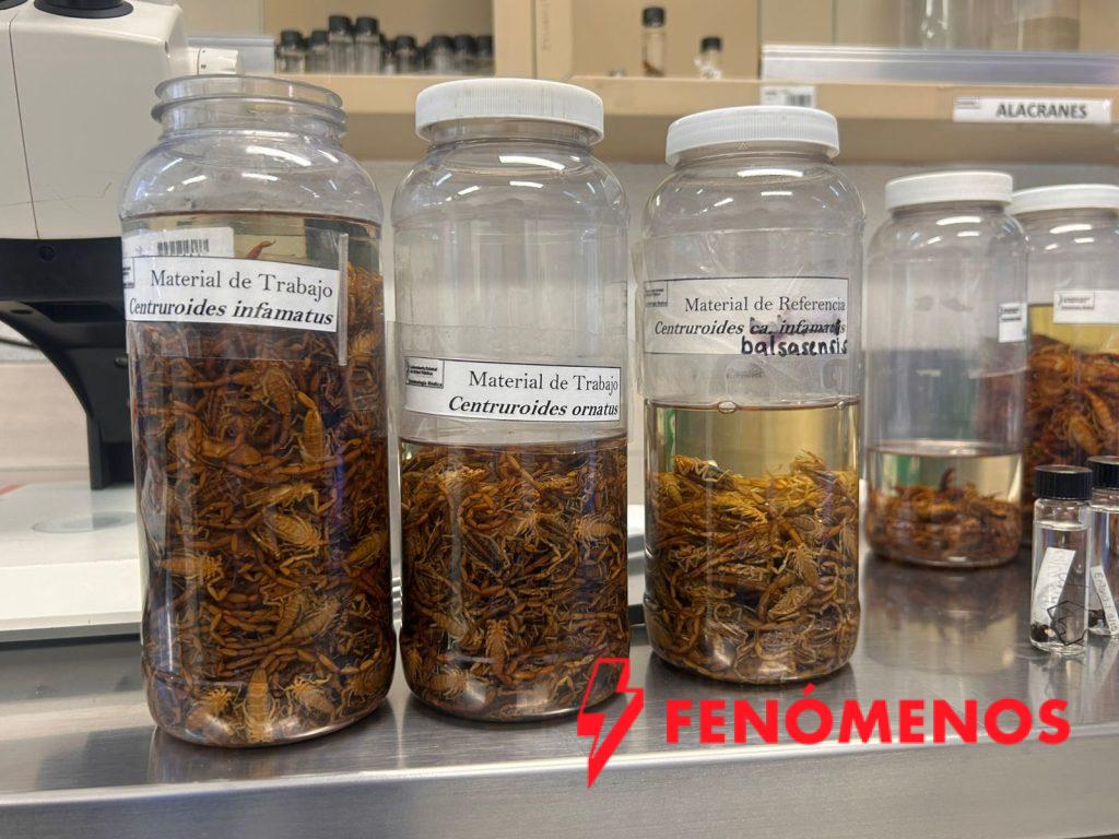 SSG exhorta a prevenir picaduras de alacrán por incremento de la temperatura.