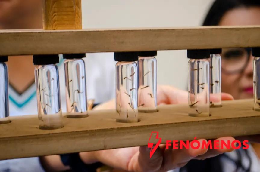 SSG refuerza acciones contra el dengue por lluvias esporádicas.