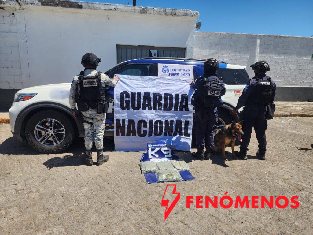 Asegura Unidad Canina K9 más de 13 mil dosis de presunta marihuana en paqueterías de Irapuato y León