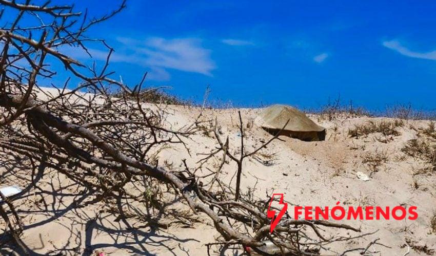 Intensifica Tamaulipas monitoreo y resguardo de nidos de tortuga lora