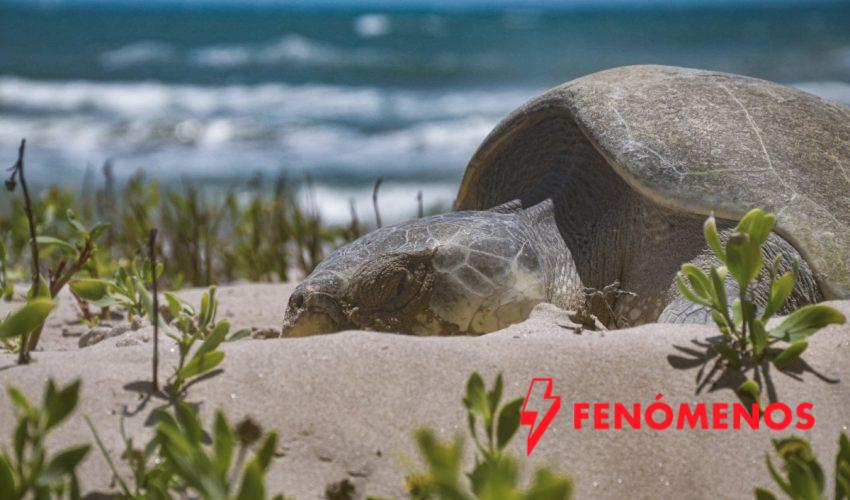 Avanza temporada de anidación de tortuga lora; suman más de 16 mil huevos protegidos