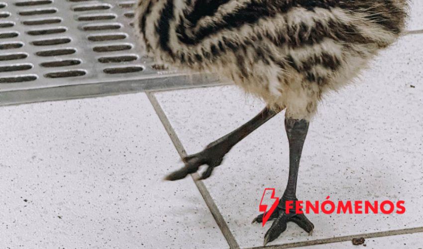 Nacen ejemplares de emú en el Zoológico Tamatán