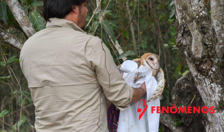 ¡Vuelven a la vida silvestre! Tamaulipas libera especies tras rehabilitación especializada