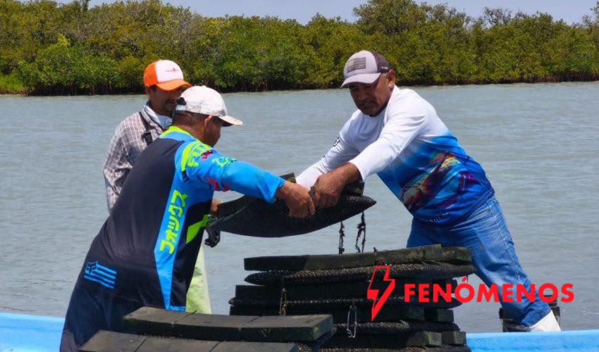 Refuerzan acciones para el crecimiento sostenible del ostión en Aldama