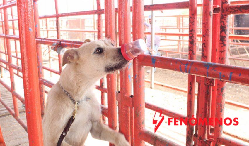 Avanza Tamaulipas en control del gusano barrenador con apoyo de binomios caninos