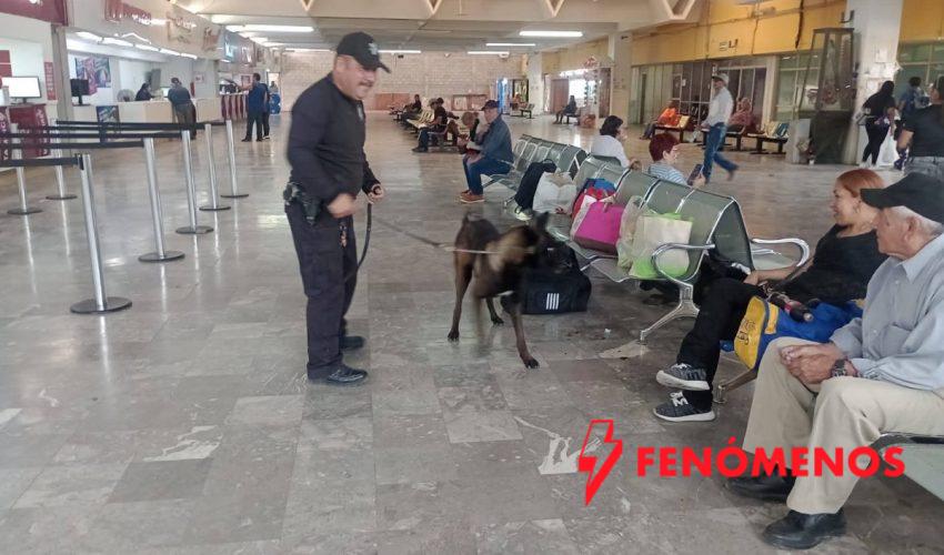 Con más de tres mil acciones operativas y de proximidad, el Agrupamiento Canino de la Guardia Estatal fortalece la prevención y combate al delito en Tamaulipas