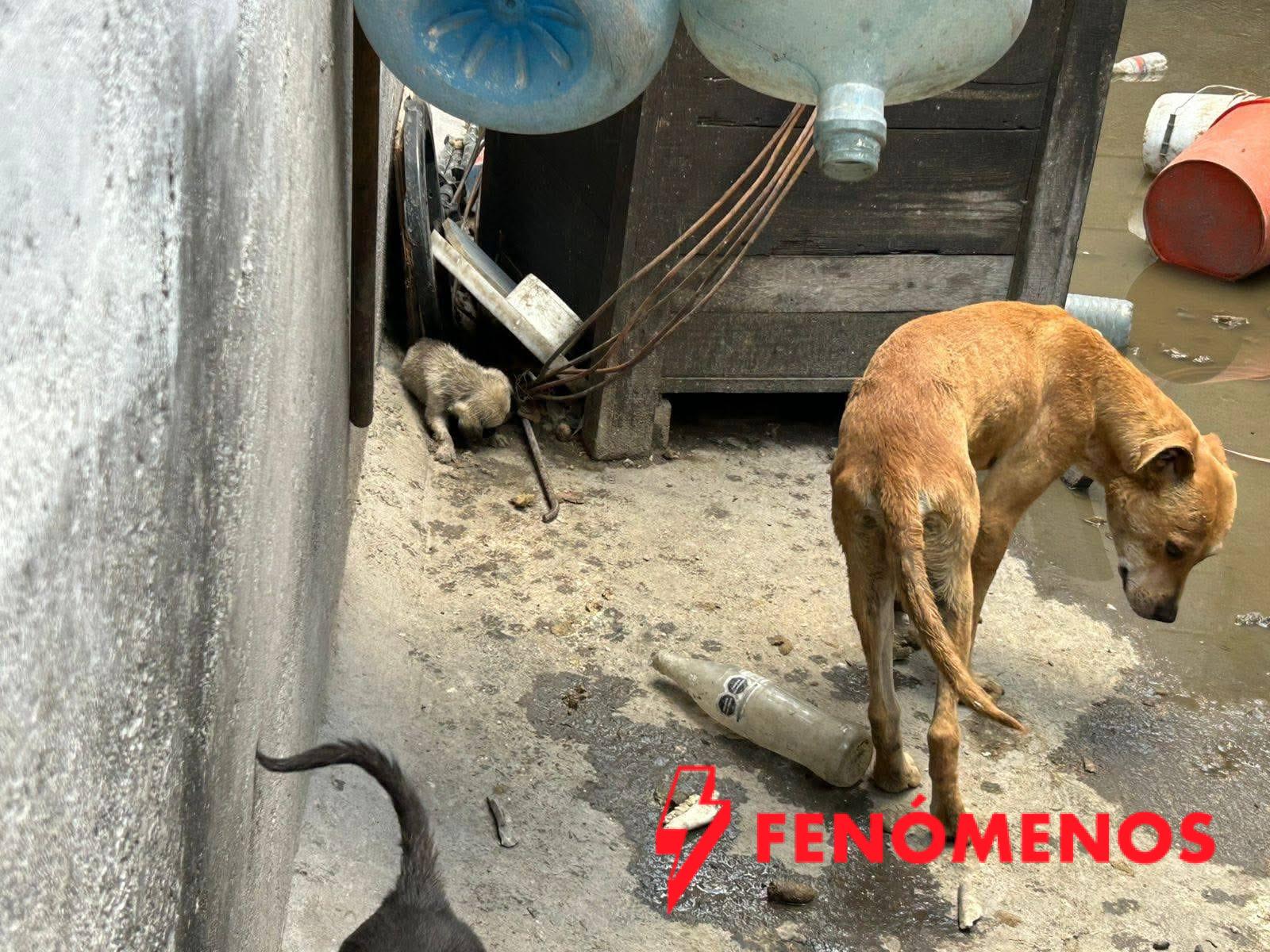 Vela Felifer Macías para salvaguardar la integridad de los animales de compañía en situación de riesgo o vulnerabilidad