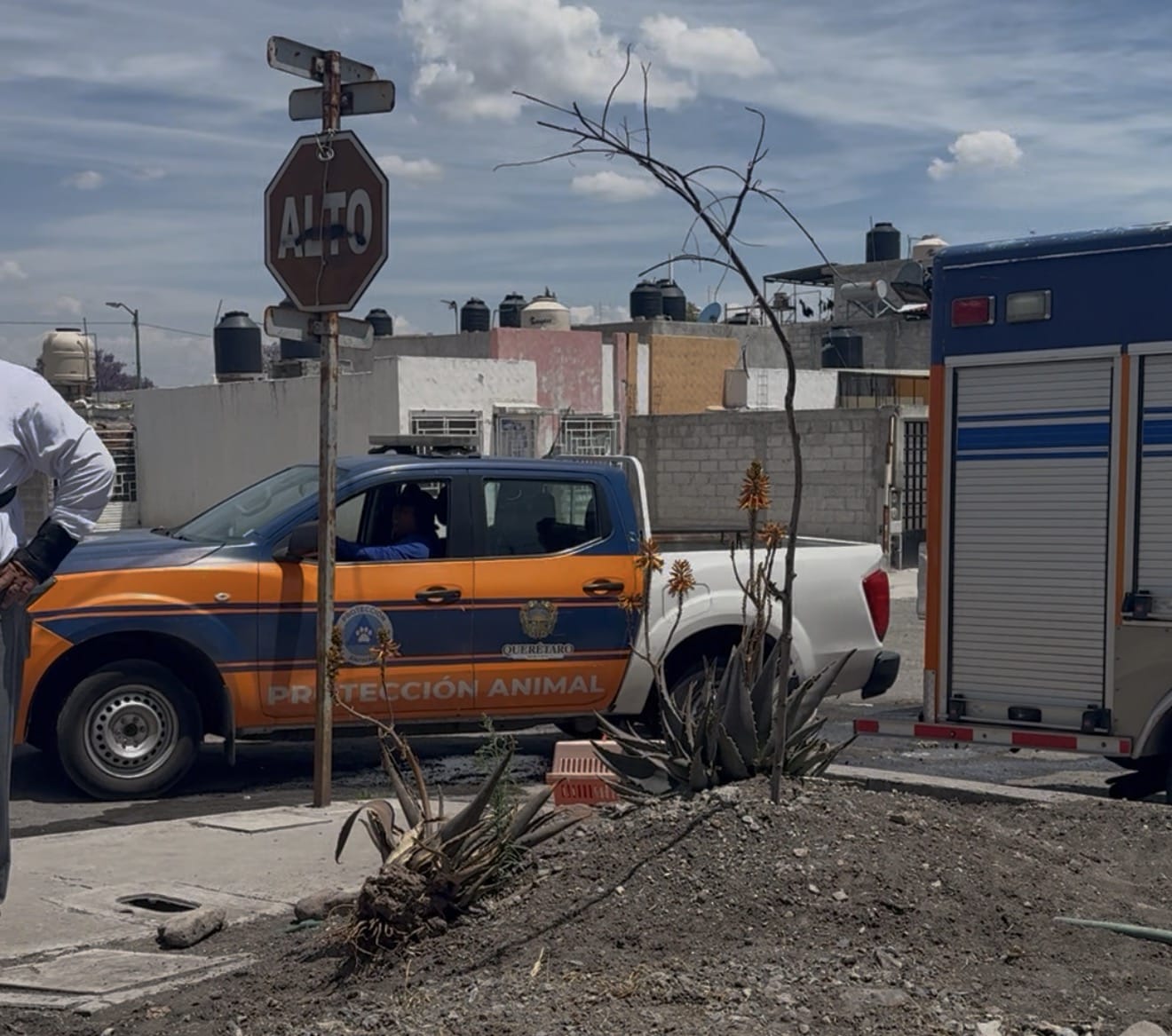 Imagen de Vela Felifer Macías para salvaguardar la integridad de los animales de compañía en situación de riesgo o vulnerabilidad 5