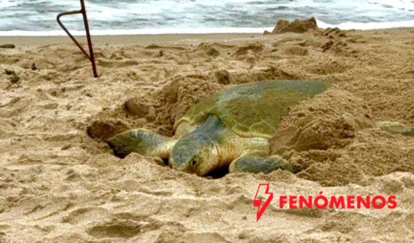 Registra Tamaulipas más de 207 mil huevos de tortuga lora en temporada 2026
