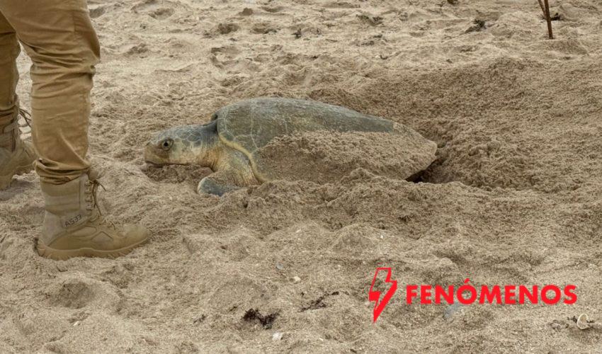 Supera Tamaulipas los 222 mil huevos de tortuga lora protegidos