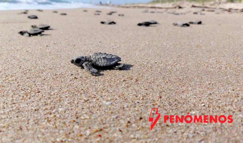 Inician en Tamaulipas primeras liberaciones de tortuga lora de la temporada 2026