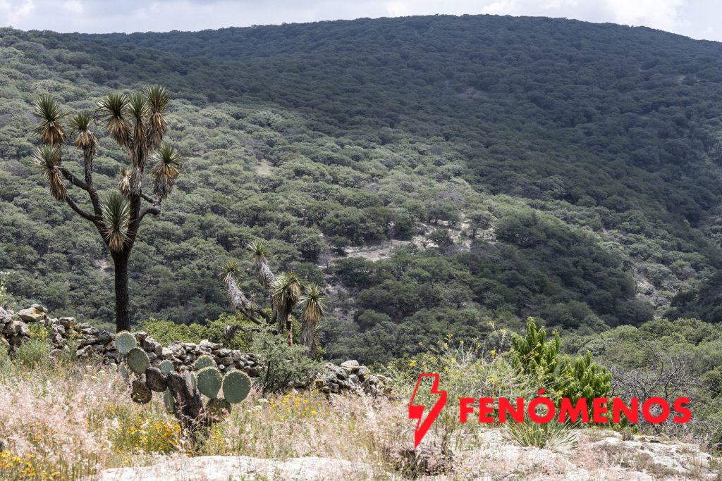 Invitan a participar en convocatoria para la restauración forestal del programa de compensación ambiental en terrenos forestales del Estado de Guanajuato