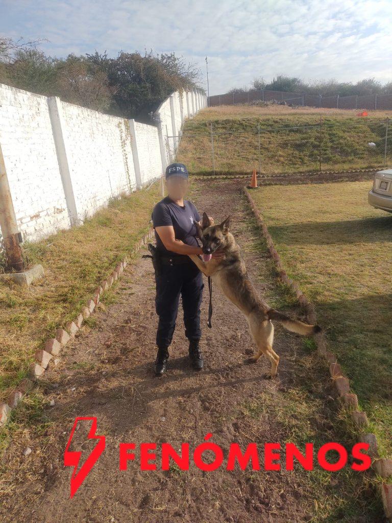 Elementos caninos de la Unidad K9 comienzan una nueva vida junto a sus manejadores   