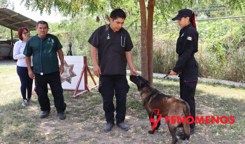 Redobla SSPT medidas de protección a elementos caninos de la Guardia Estatal ante altas temperaturas